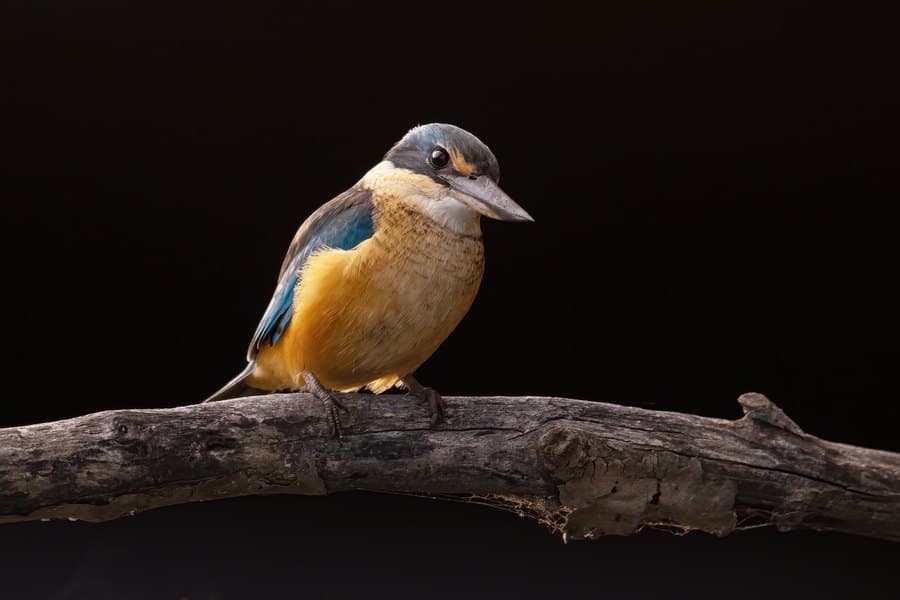Aussie Bird Count at Fairhill