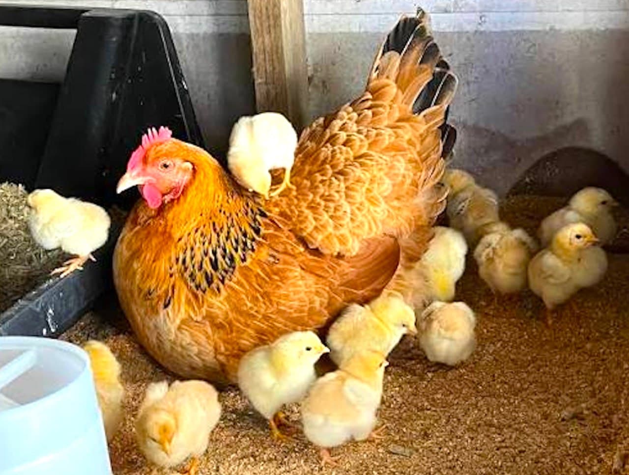 New Arrivals: Day-Old Chicks, Including Two Rare Sommerlads