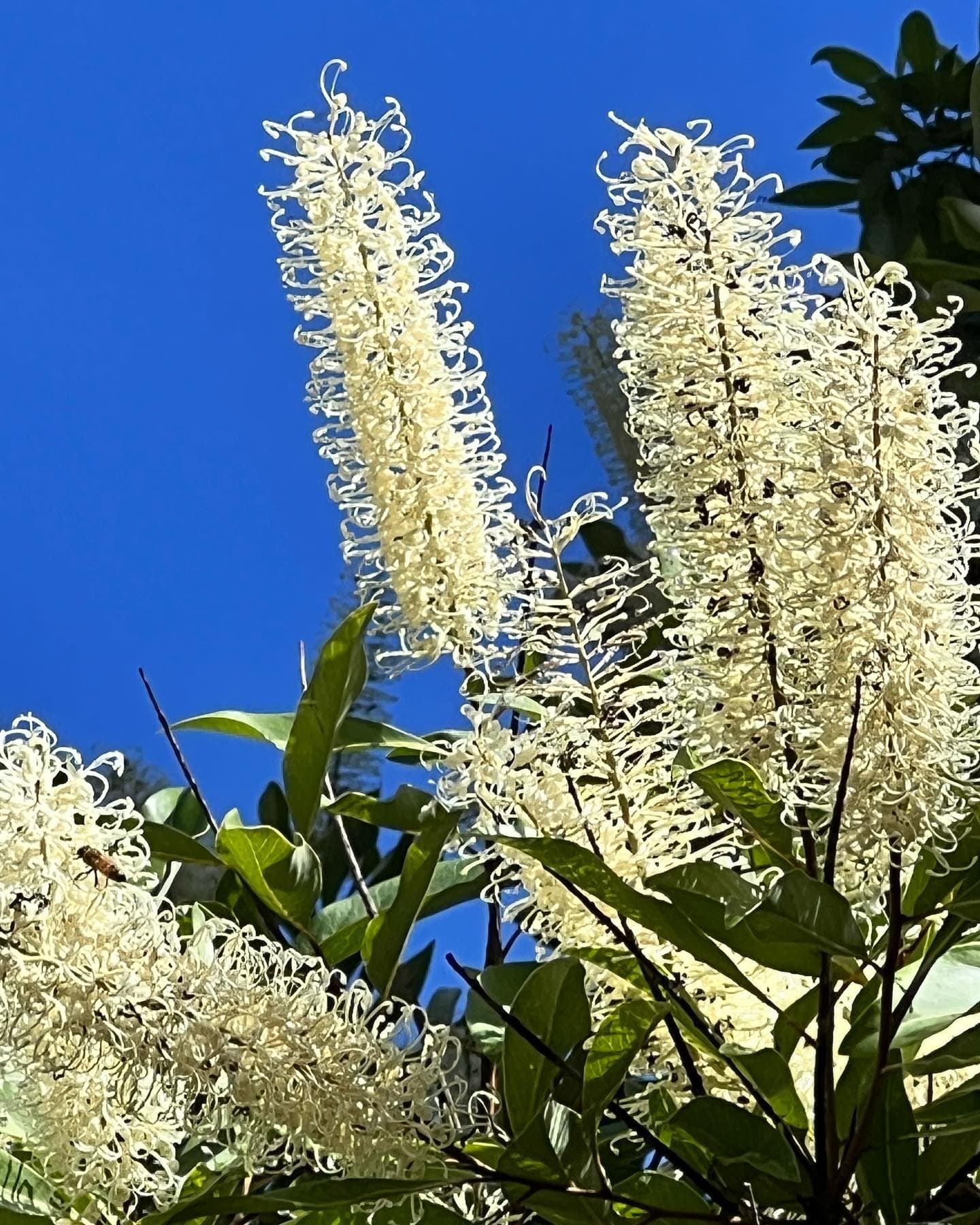 Wattle Day Weekend