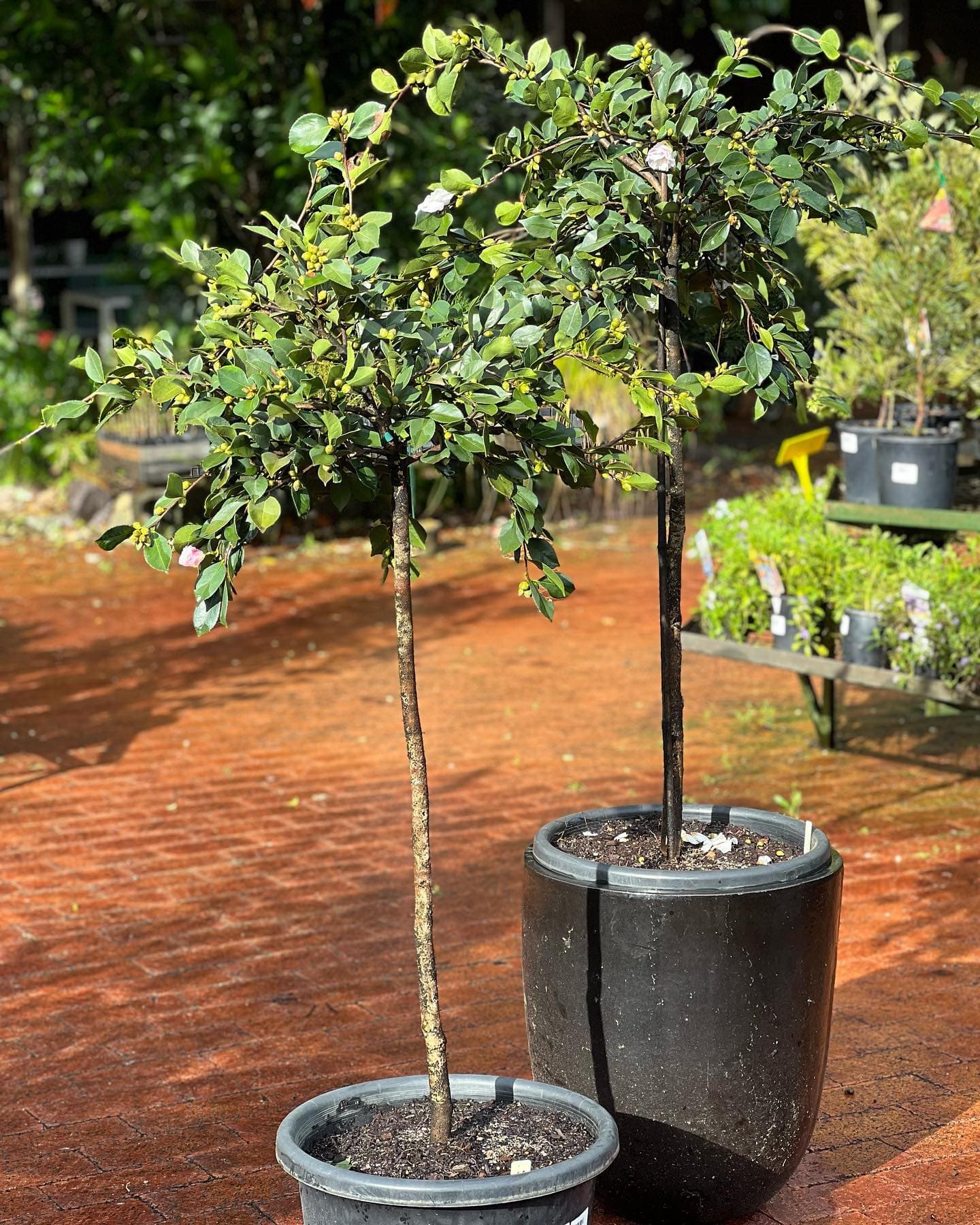 The Fairhill Grevillea Collection