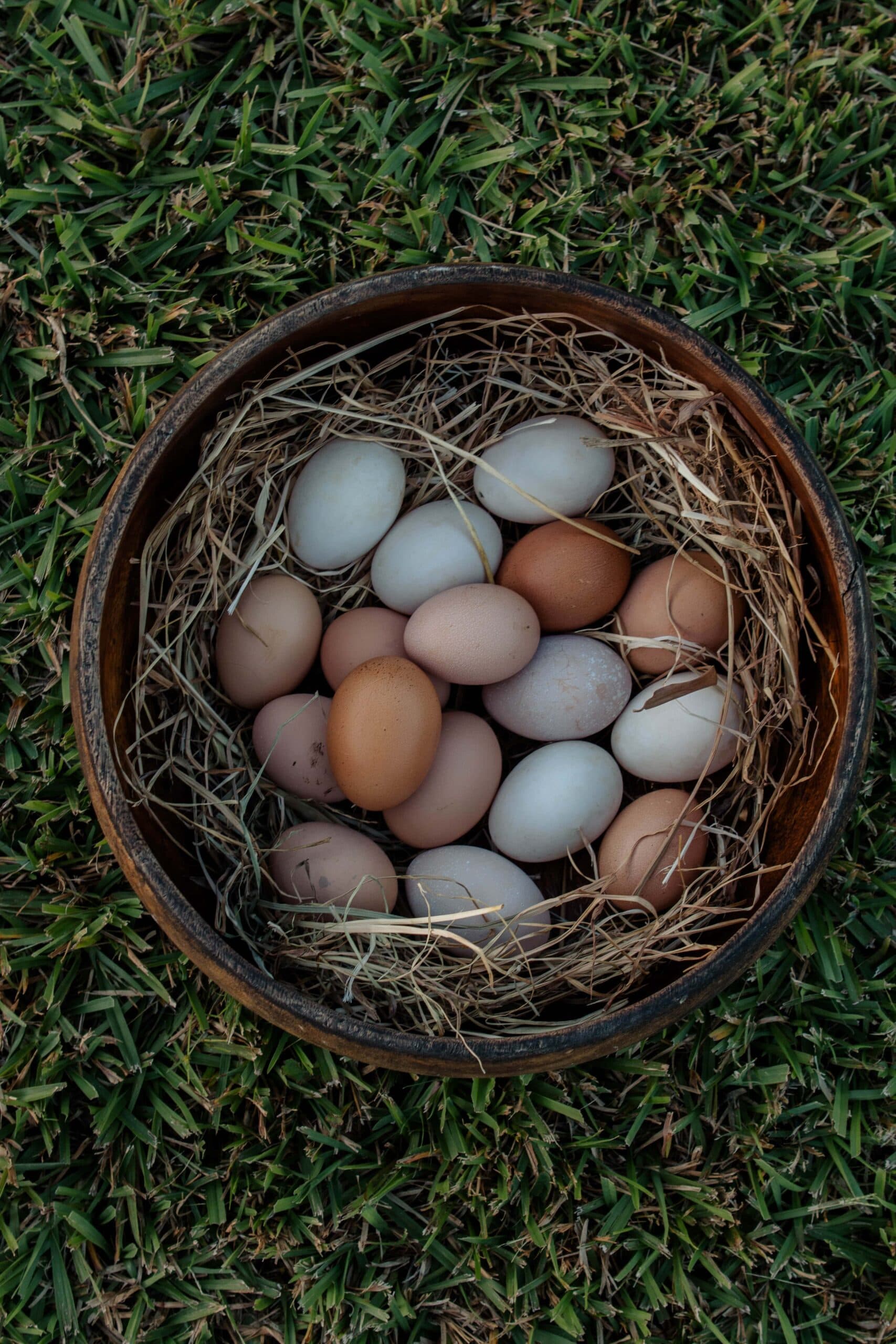 Keeping Chickens On The Sunshine Coast