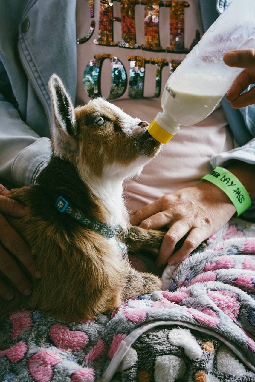 A brown and white goat kid wearing the bright blue collar, being bottle-fed