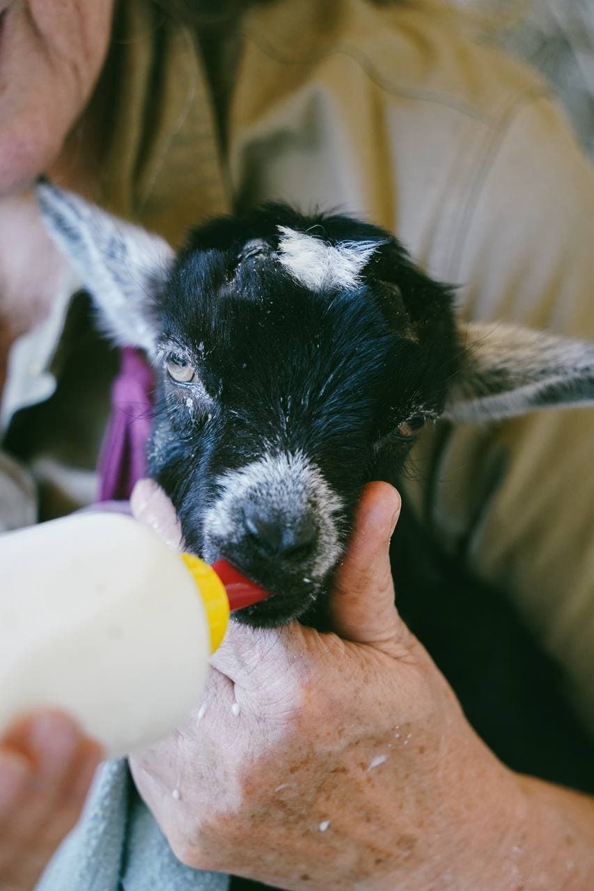Come and Meet the Most Famous Baby Goats on the Sunshine Coast