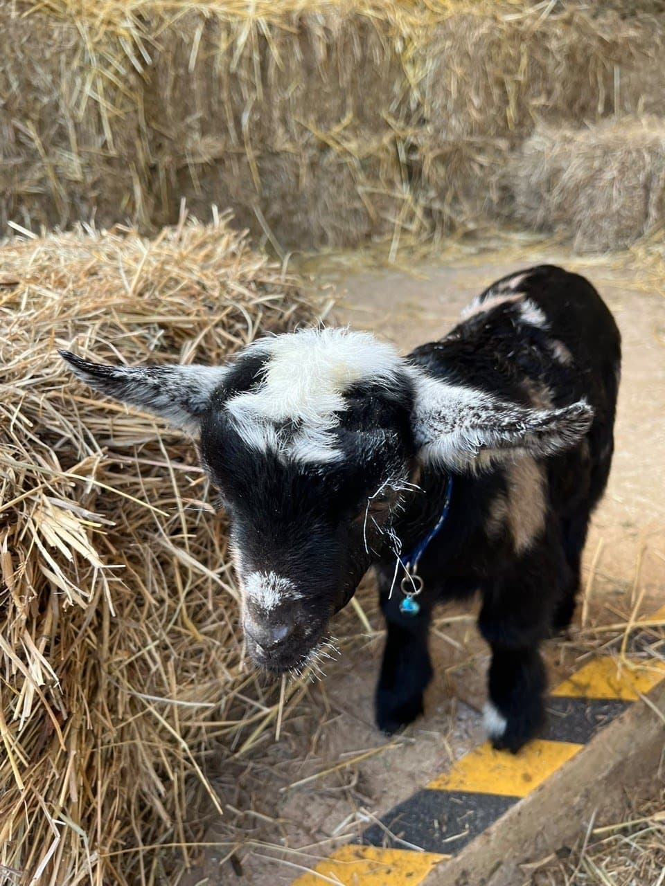 A black goat kid with white patches wearing the dark blue collar, standing by the hay