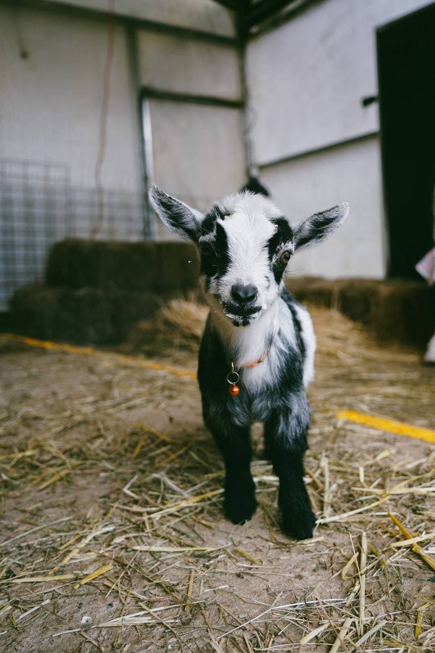 A black and white miniature pygmy goat kid wearing an orange collar