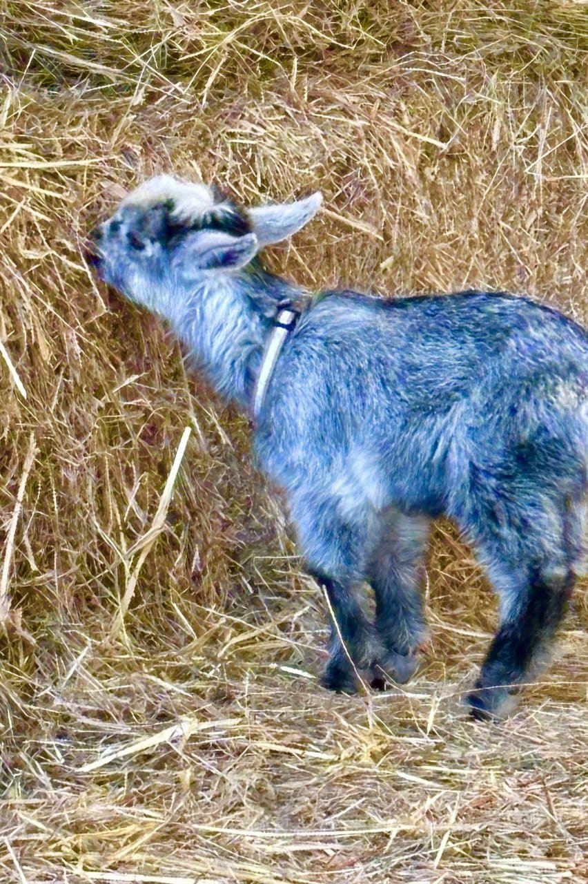 A grey goat kid wearing the pink collar, nosing into the hay