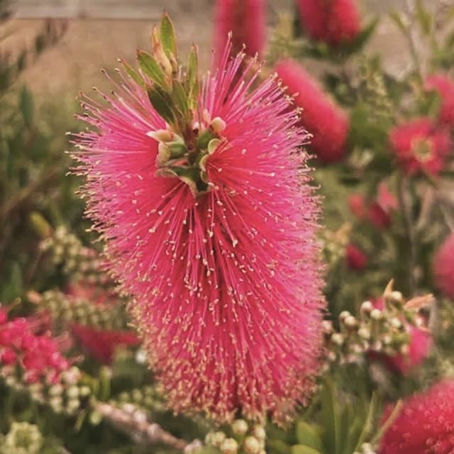 Native Nursery