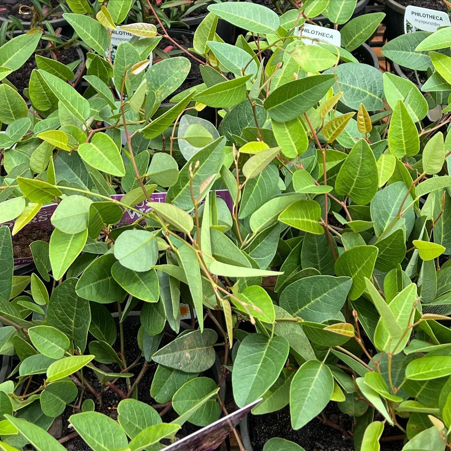Recipes, Guides & Blog at Fairhill Adventure Gardens