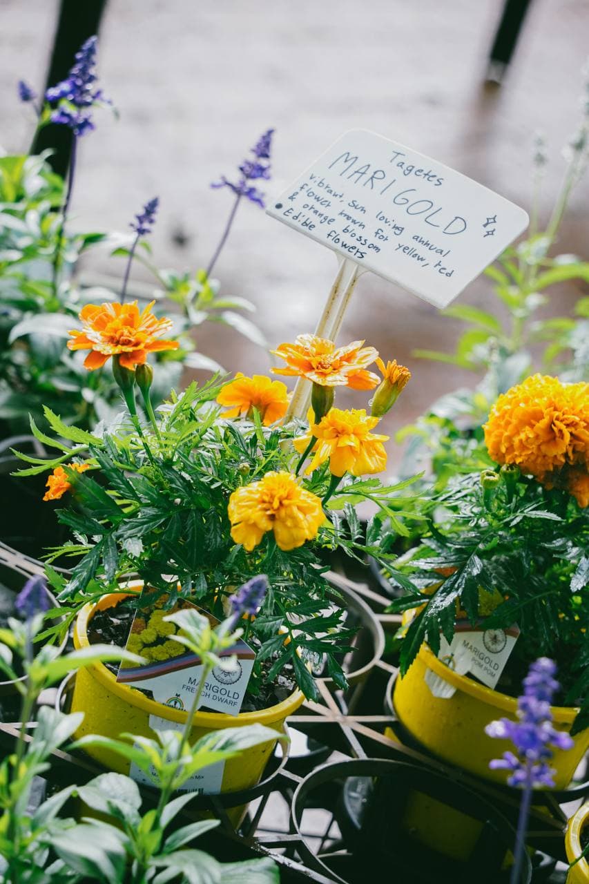 National Gardening Week